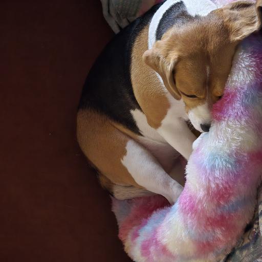 Cozy Donut Pet Bed